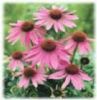 Echinacea Purpurea P.E.